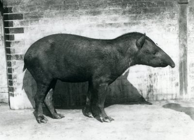 Ein brasilianischer südamerikanischer Tapir im Londoner Zoo, Oktober 1922 von Frederick William Bond